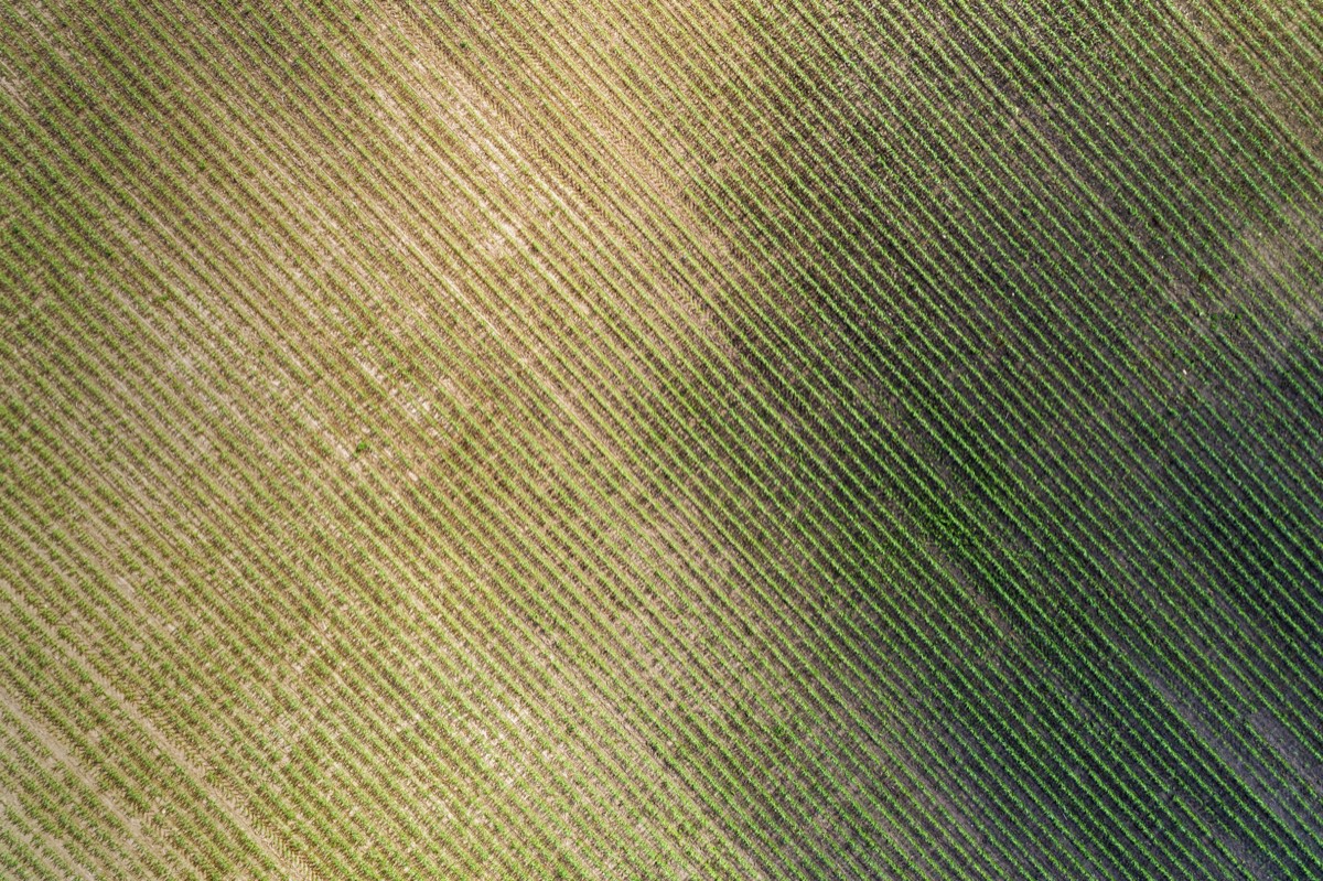 Rows of hybrid corn in an agricultural research field